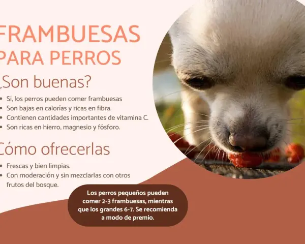 Un perro chihuahua disfruta de frambuesas, demostrando que los perros pueden comer frambuesas como un premio saludable.