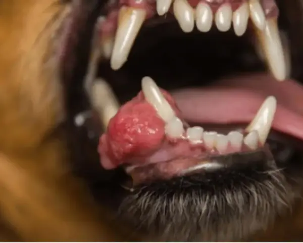 Boca abierta de un perro mostrando un epulis, una masa rosada y abultada en la encía inferior, cerca de los dientes.