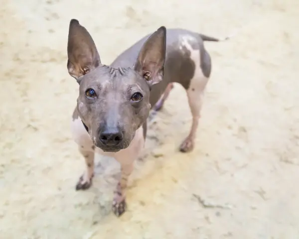 Un curioso perro sin pelo con grandes orejas mira fijamente a la cámara.