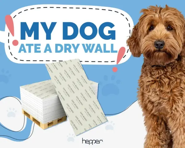 Perro adorable mira a la cámara. Detrás, un letrero dice "Mi perro se comió una pared de yeso". Hay pilas de paneles de yeso. ¿Cómo hacer que mi perro deje de comerse la pared?