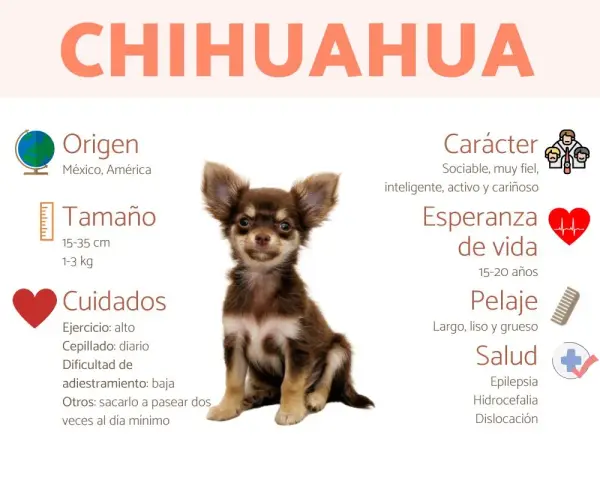 Un adorable chihuahua perro, con información sobre su origen, tamaño, cuidados, carácter, esperanza de vida, pelaje y salud.