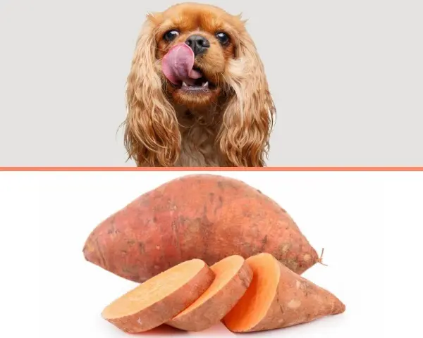 Un perro con la lengua fuera mira un boniato entero y cortado. ¡Los perros pueden comer boniato!