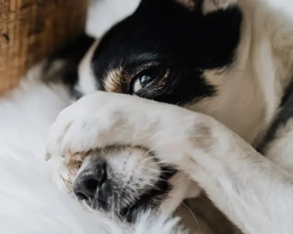 Mi perro llora porque quiere dormir conmigo. Su patita cubre su ojo, como si pidiera permiso para acurrucarse.