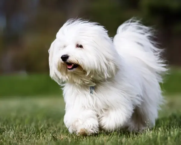 Un adorable coton de tulear corre feliz por el césped, con su pelaje blanco ondeando al viento.