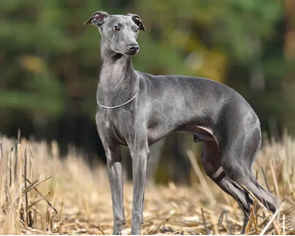 Elegante galgo pequeño de pelaje gris, con un collar de brillantes, posa en un campo de rastrojos con un fondo de árboles.