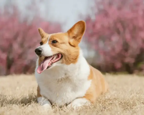 Corgi con lengua afuera, relajado en la hierba. Sus orejas erguidas y mirada atenta, sin gestos de un perro dominante.