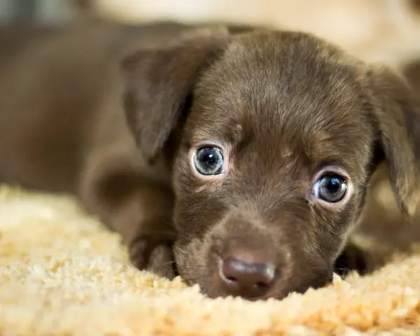 Adorable cachorro marrón con ojos azules, quizás con un soplo en el corazón, descansa sobre una manta suave.