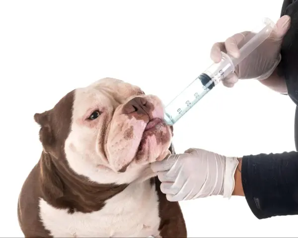 Un perro recibe medicina de una jeringa. Saber cada cuanto se desparasita a un perro es clave para su salud.
