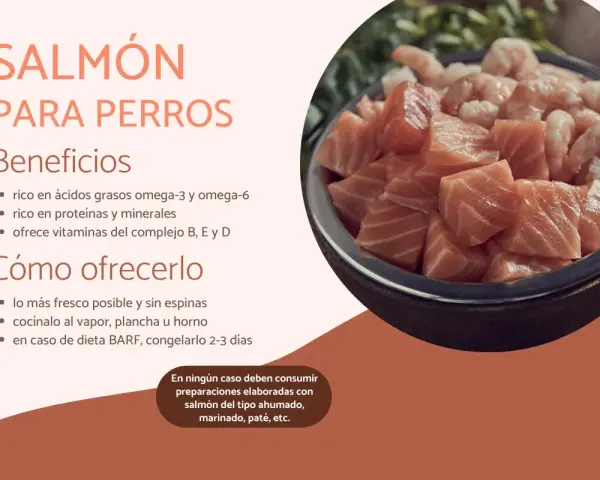 Un tazón lleno de trozos de salmón fresco y camarones. Los perros pueden comer salmón, es rico en nutrientes.