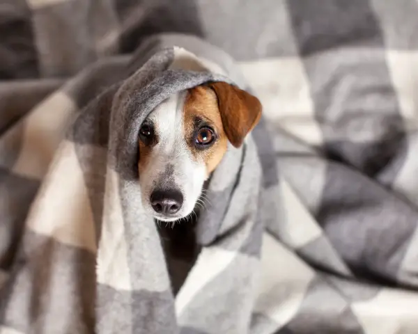 Un perro constipado se acurruca bajo una manta a cuadros, con los ojos tristes y la nariz húmeda.