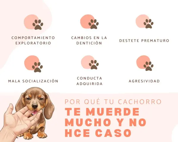 Un cachorro te muerde mucho y no hace caso. Explora las razones: comportamiento, dentición, destete, socialización, conducta o agresividad.