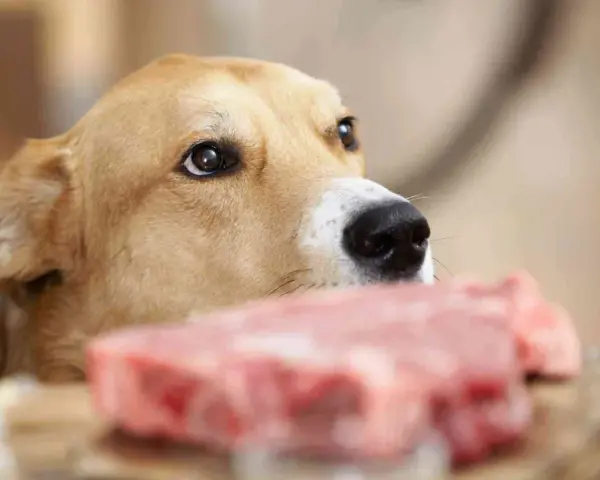 Un perro mira con interés un trozo de carne cruda, recordándonos que los perros pueden comer carne cruda.