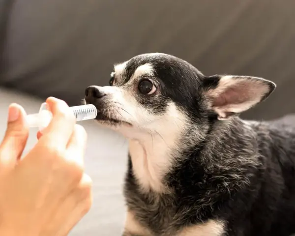 Chihuahua recibiendo líquido de una jeringa, posiblemente para tratar hipoglucemia en perros.