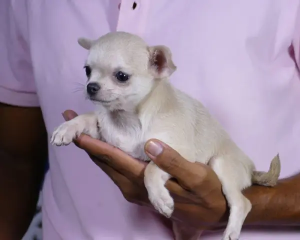 Un adorable cachorro chihuahua, ideal para quienes buscan perros que no sueltan pelo, descansa en una mano.