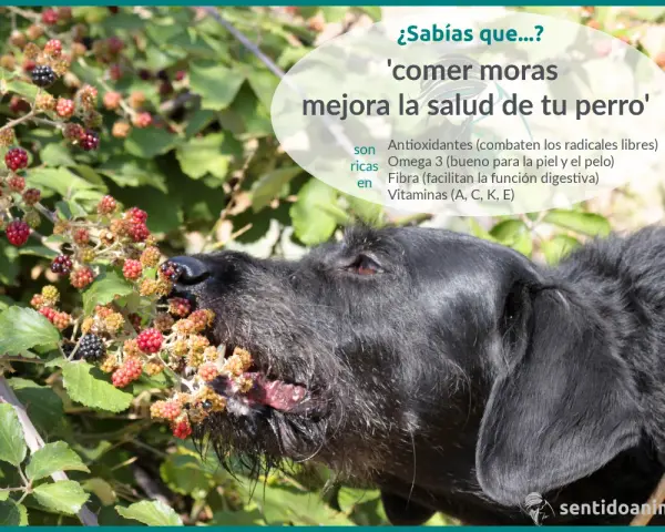Un perro negro disfruta de moras silvestres. Comer moras mejora la salud de tu perro, aportando antioxidantes, Omega 3, fibra y vitaminas.