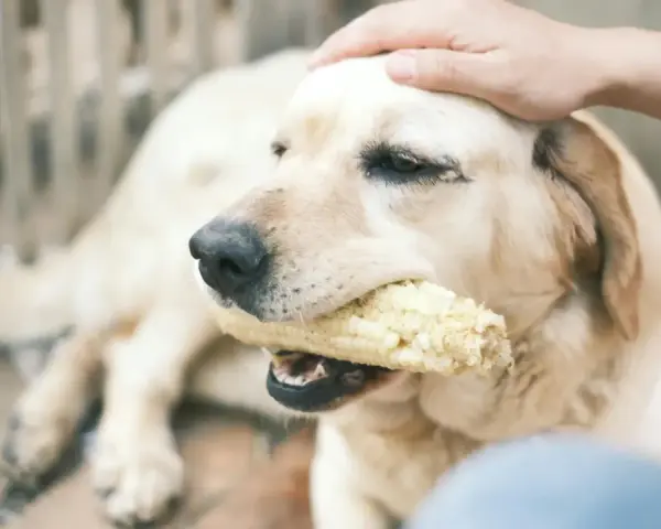 Mi perro me da mordisquitos mientras mastica una mazorca de maíz. Su cabeza es acariciada por una mano.