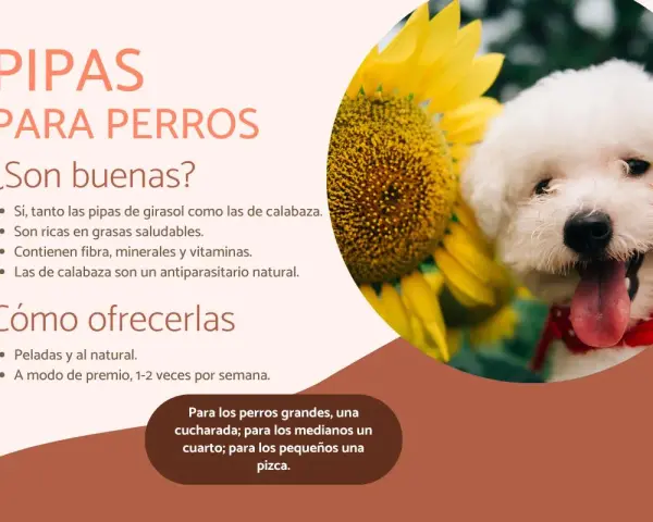 Un perro blanco feliz junto a un girasol. El texto indica que los perros pueden comer pipas de calabaza, que son saludables y beneficiosas.