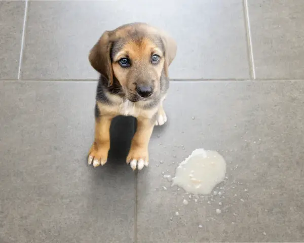 Cachorro con ojos tristes mira al lado de un charco de vómito verde.
