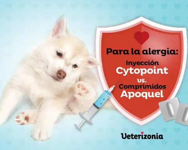 Cachorro con picazón, buscando una alternativa a los corticoides en perros. Jeringa y pastillas comparan Cytopoint vs Apoquel.