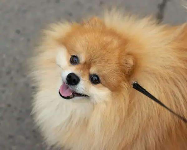 Un adorable pomchi perro, con su pelaje esponjoso y ojos vivaces, mira hacia arriba con la lengua fuera, listo para jugar.