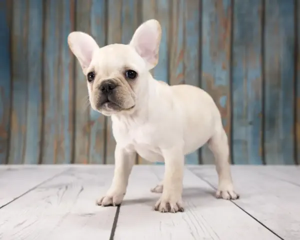 Un adorable cachorro de perros franceses, con sus grandes orejas, mira curioso al frente sobre un suelo de madera.