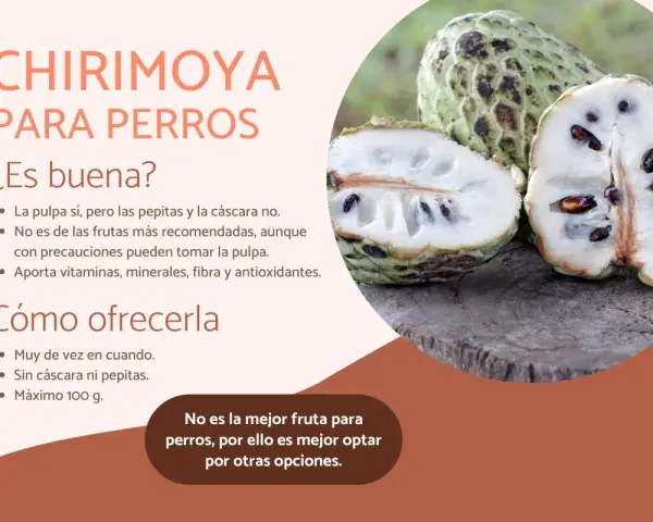 Chirimoya para perros: la pulpa sí, sin pepitas ni cáscara. Aporta nutrientes, pero no es la mejor opción.