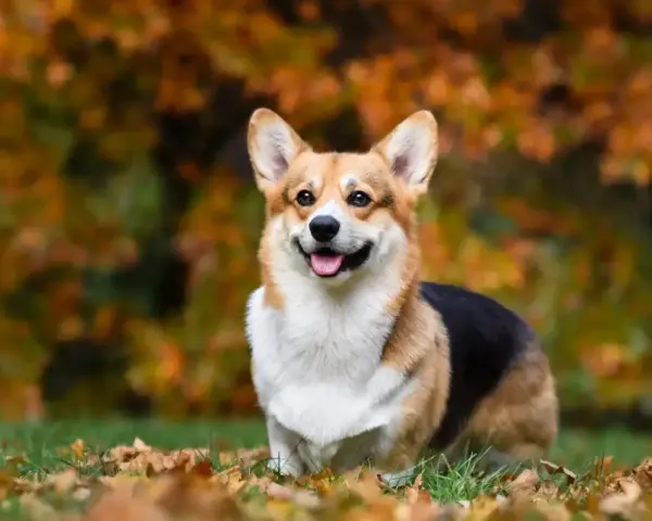 Un adorable corgi perro sonríe felizmente en un campo cubierto de hojas de otoño.