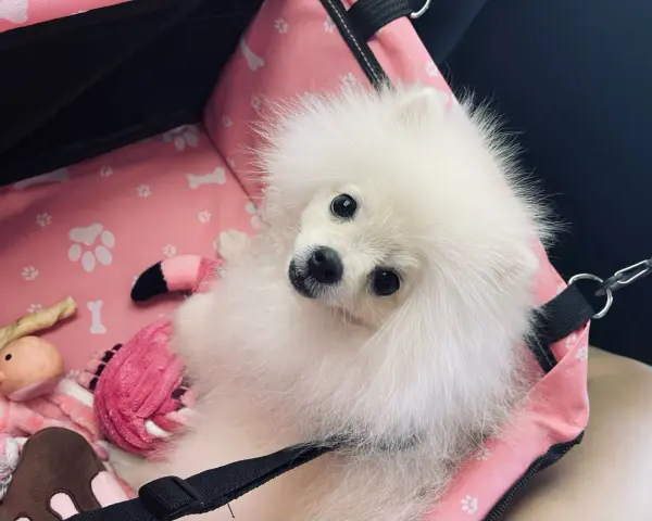 Adorable pomerania suelta pelo en su transportín rosa con juguetes.