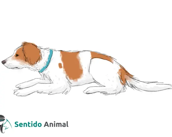 Un perro blanco y marrón con collar azul, en una de las formas de sentarse de un perro, con las patas delanteras extendidas.