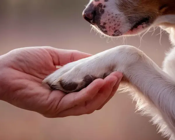 Una mano sostiene la pata de un perro. Un momento de ternura, quizás al considerar los requisitos para sacrificar un perro.