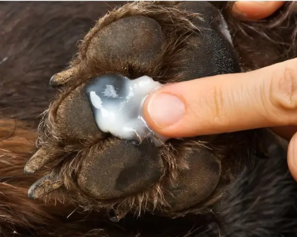 Aplicando blastoestimulina para perros en una pata herida.