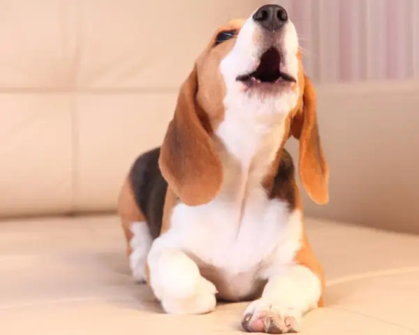 Un beagle cachorro, con su boca abierta, parece que mi perro llora por todo, pero en realidad está aullando de alegría.