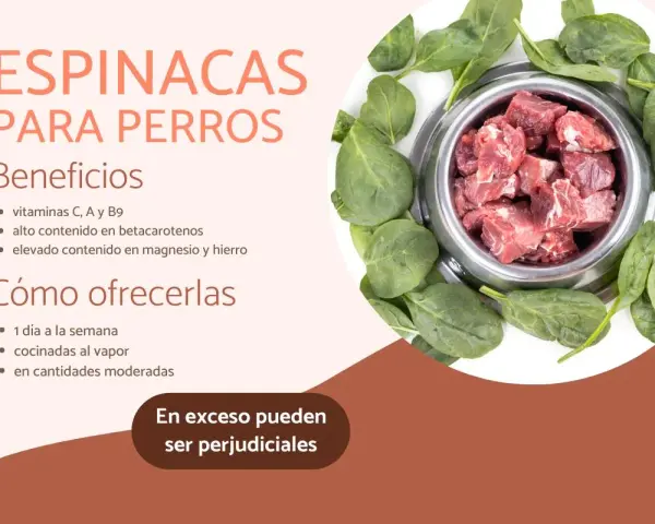 Un cuenco de carne cruda rodeado de espinacas frescas. Los perros pueden comer espinacas, aportando vitaminas y minerales.