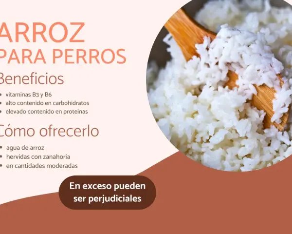 Arroz para perros: beneficios y cómo ofrecerlo. Los perros pueden comer arroz, es una buena fuente de vitaminas y carbohidratos.
