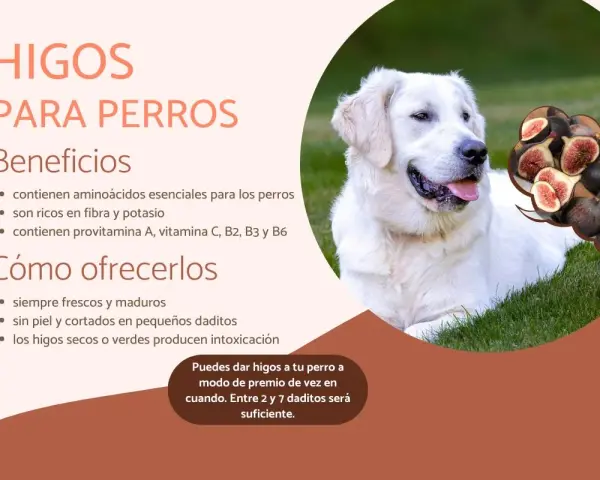Un perro blanco y feliz en la hierba, con una burbuja de pensamiento que muestra higos. Los perros pueden comer higos como premio.