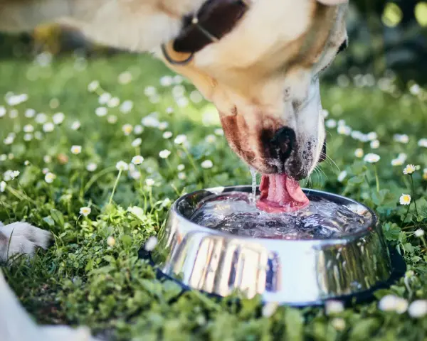 Perro bebiendo agua en un cuenco metálico, rodeado de hierba y margaritas. Una imagen que evoca la frescura y el cuidado, como una dieta renal para perros casera.