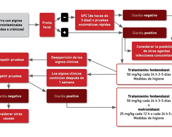 Diagrama de flujo para diagnosticar y tratar giardia en perros con síntomas gastrointestinales. Incluye pruebas, resultados y tratamientos.