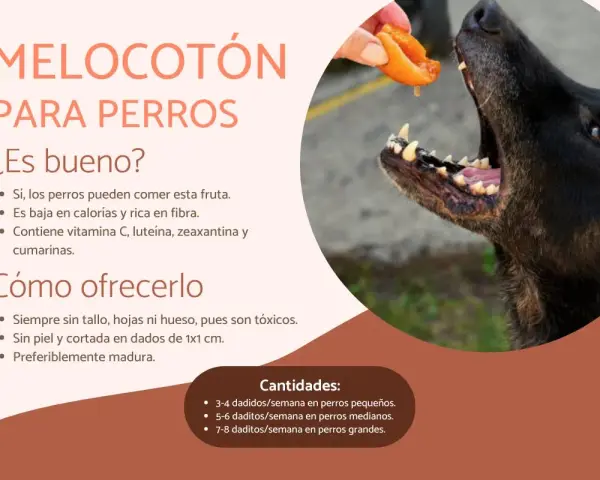 Un perro negro disfruta de un trozo de melocotón ofrecido por una mano. El texto explica los beneficios del melocotón para perros.
