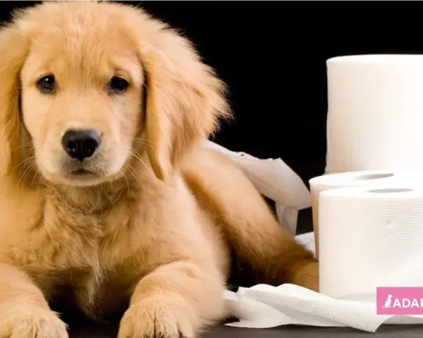 Cachorro golden retriever rodeado de rollos de papel higiénico, reflexionando sobre cuanto tarda un cachorro en aprender a hacer sus necesidades.
