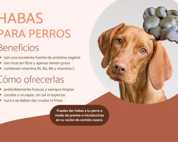 Un perro mira pensativo un grupo de habas. El texto indica que los perros pueden comer habas, destacando sus beneficios y cómo ofrecerlas.