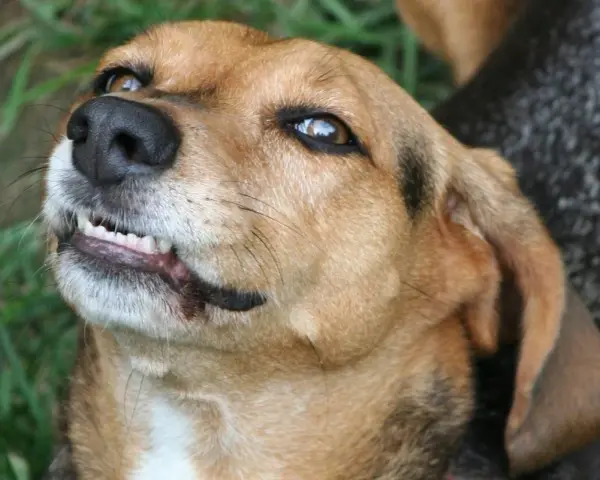 Primer plano de un perro marrón con la boca entreabierta, mostrando sus dientes. Parece que mi perro gruñe cuando juega, ¡pero es solo su forma de divertirse!