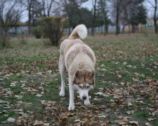 Husky de ojos azules, con pelaje claro y marrón, camina agachado entre hojas secas. Parece que mi perro se escapa de la finca, explorando el parque.