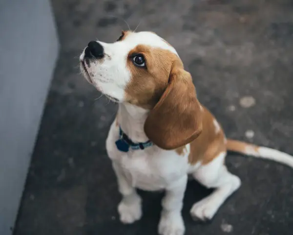 Un beagle sentado mira hacia arriba con ojos suplicantes. A veces, mi perro no me hace caso cuando lo suelto, pero su mirada me derrite.