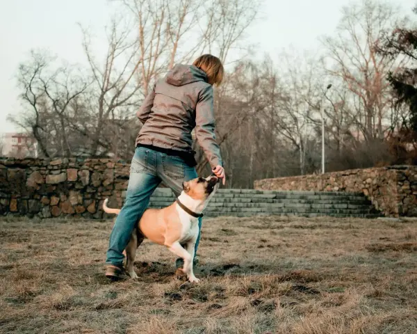 Persona interactuando con su perro, practicando trucos. Un buen momento para aplicar 40 trucos para tu perro y fortalecer su vínculo.