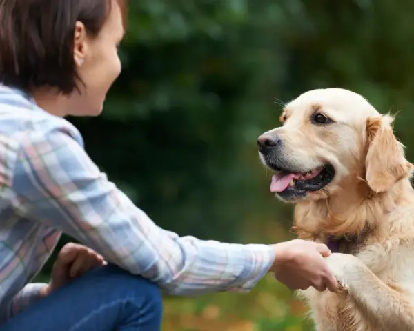 Mujer sonríe a su perro golden retriever mientras le da la pata, un momento clave en como educar a un perro adulto.