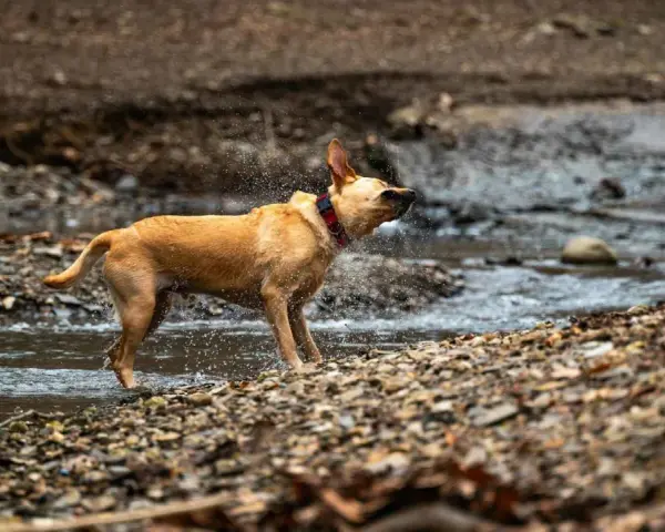 Perro marrón sacudiéndose el agua en un arroyo, un ejemplo de porque se sacuden los perros para secarse.