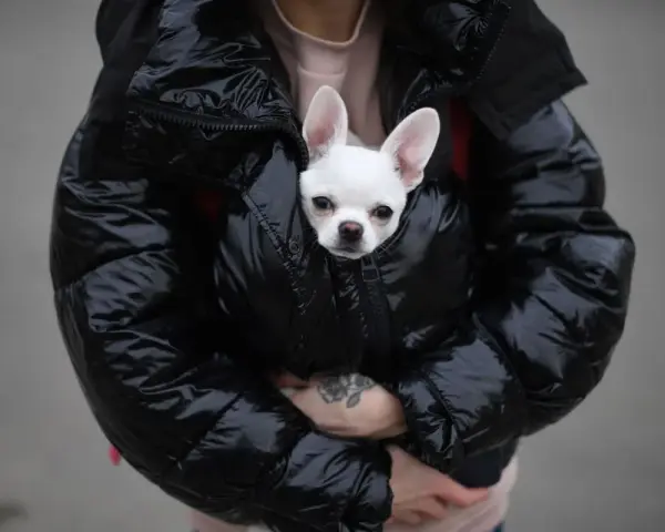 Un chihuahua blanco asoma de una chaqueta acolchada negra. ¡Hay que tapar a los perros para dormir y que estén calentitos!
