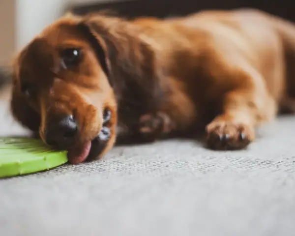 Un perro salchicha marrón lame un frisbee verde. Parece que mi perro no juega con juguetes, solo los lame.