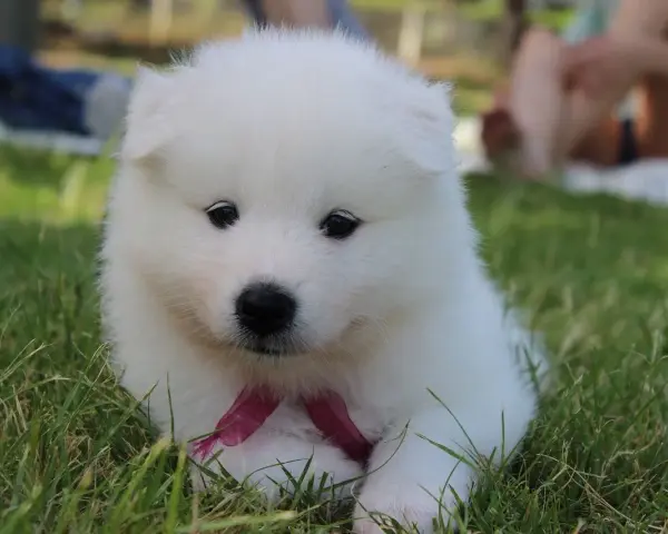 Un cachorro blanco y esponjoso con un lazo rosa, parece uno de esos perros que parecen peluches, sentado en la hierba.