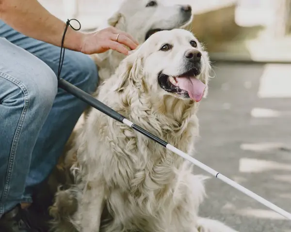 Un hombre acaricia a un perro guía, mostrando cómo ganarse la confianza de un perro con paciencia y afecto.